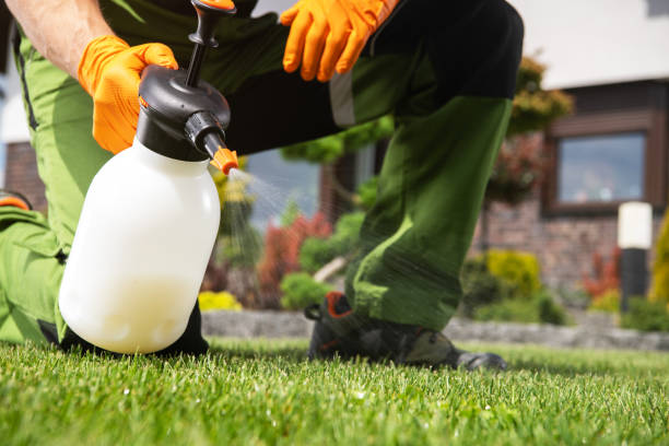 Best Pest Control Near Me in Despard, WV