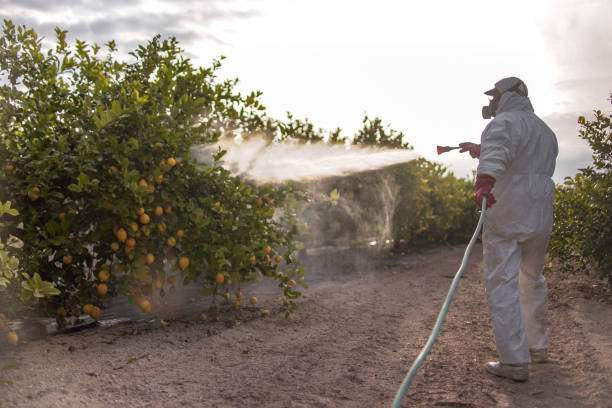 Best Best Pest Control Companies  in Despard, WV